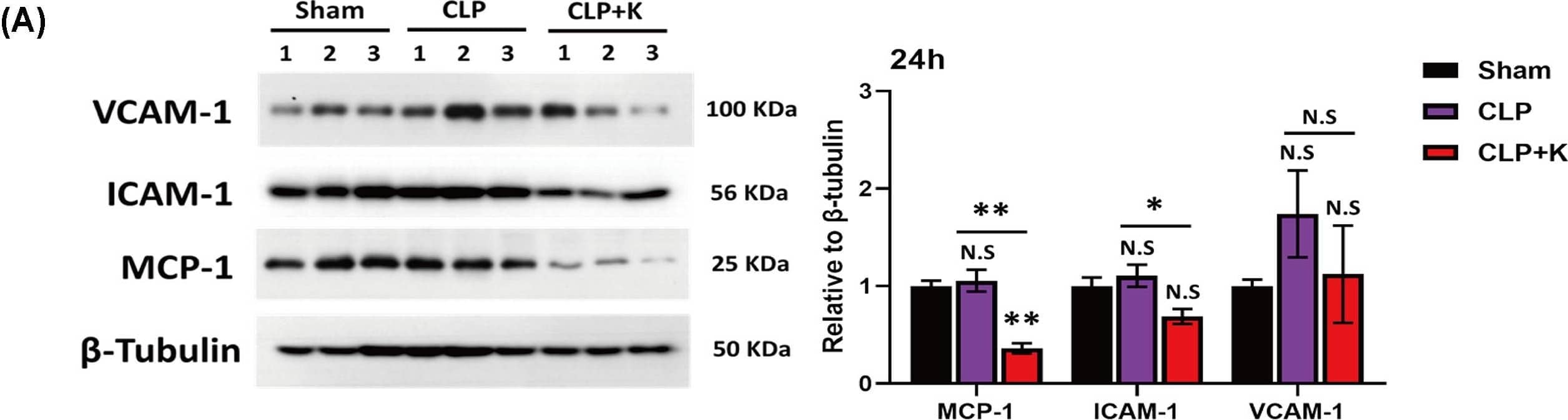 CCL2/MCP1 Antibody (2D8) - BSA Free