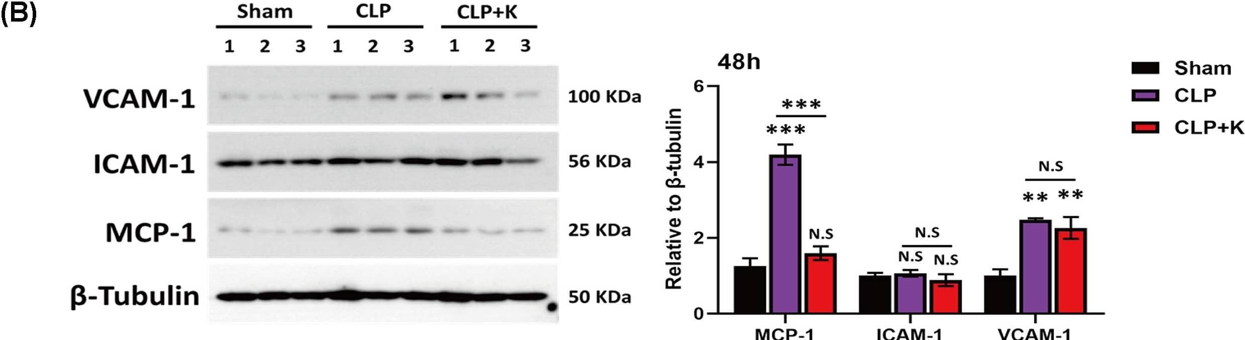CCL2/MCP1 Antibody (2D8) - BSA Free