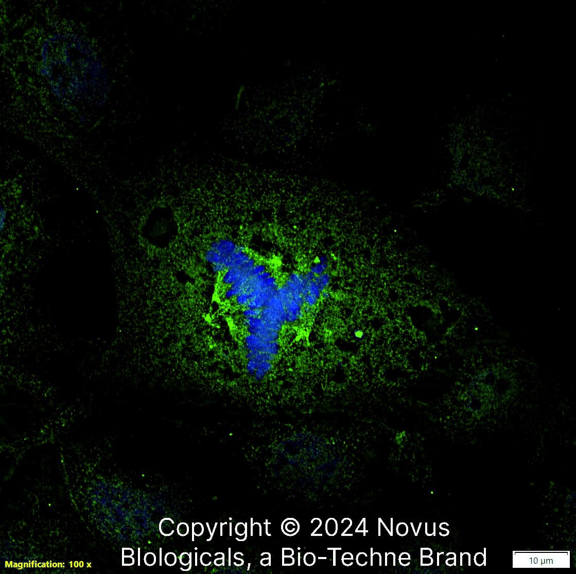 Aurora A Antibody (1F8) [Alexa Fluor® 488]