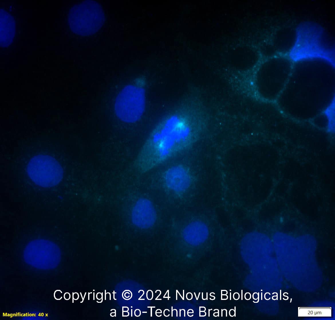 Aurora A Antibody (1F8) [Alexa Fluor® 647]