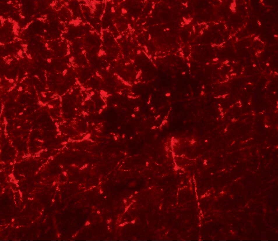 Shisa-4 Antibody - BSA Free