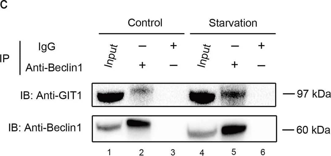 GIT1 Antibody (S39B-8) - BSA Free