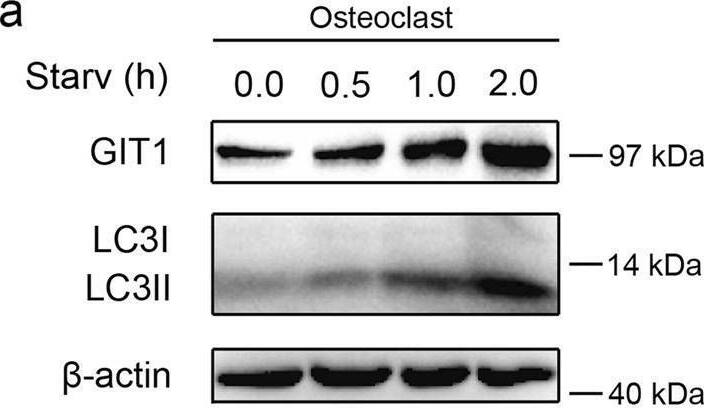GIT1 Antibody (S39B-8) - BSA Free