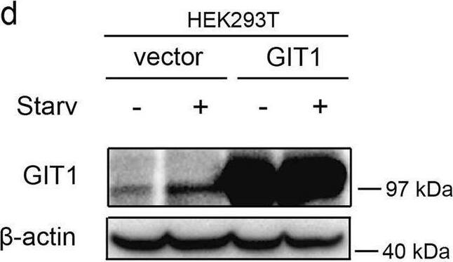 GIT1 Antibody (S39B-8) - BSA Free
