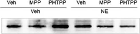 alpha-2A Adrenergic R/ADRA2A Antibody