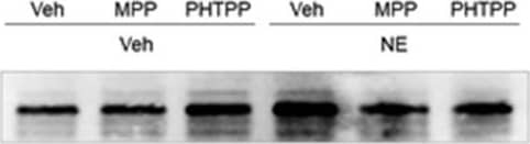 alpha-2A Adrenergic R/ADRA2A Antibody