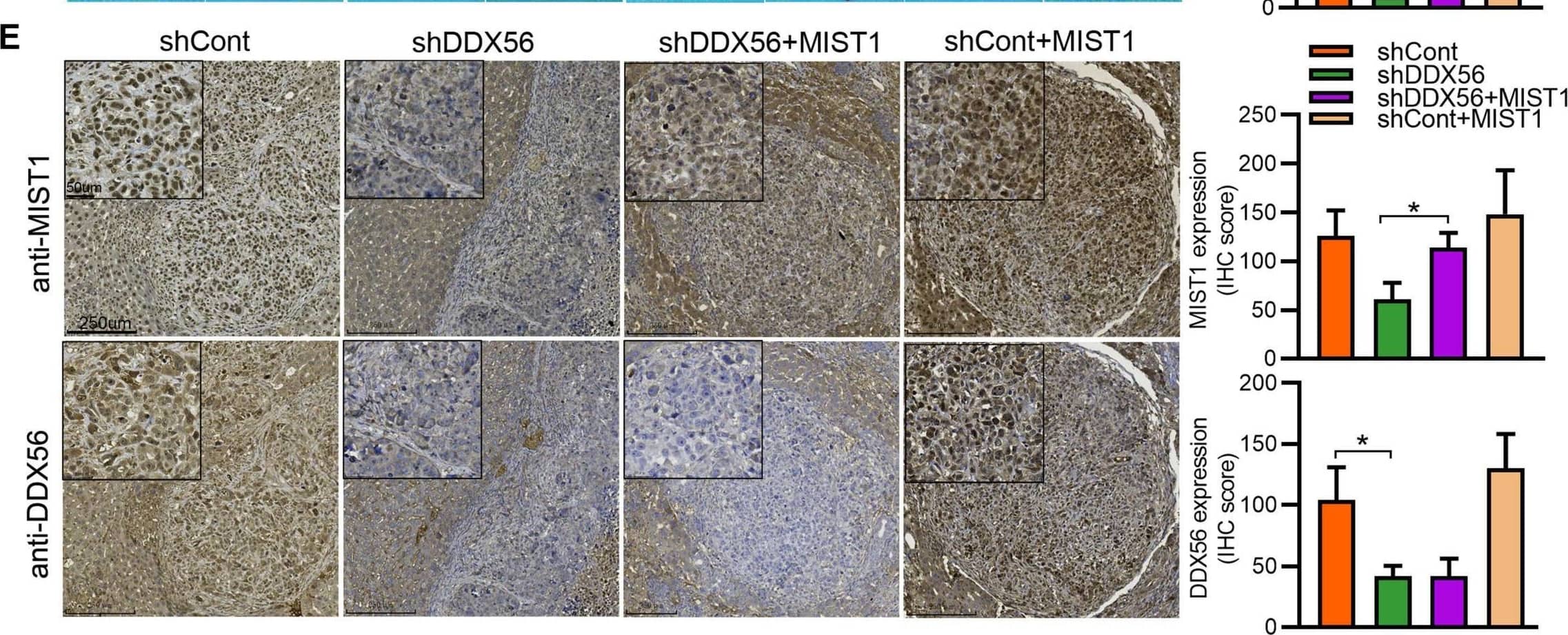 MIST1 Antibody (6E8/A12/C11P1)