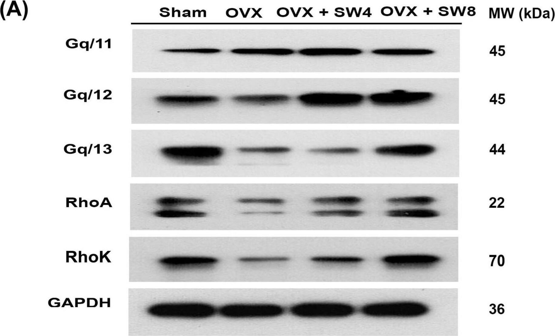 RhoA Antibody (1A11-4G10)