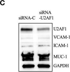ICAM-1/CD54 Antibody (1A29)