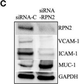 ICAM-1/CD54 Antibody (1A29)
