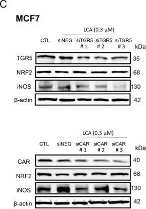 TGR5/GPBAR1 Antibody - BSA Free
