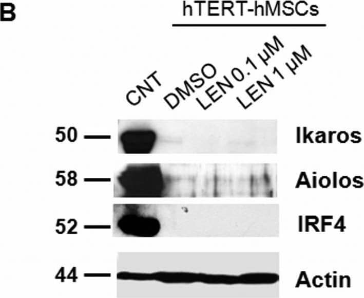 Aiolos/IKZF3 Antibody - BSA Free