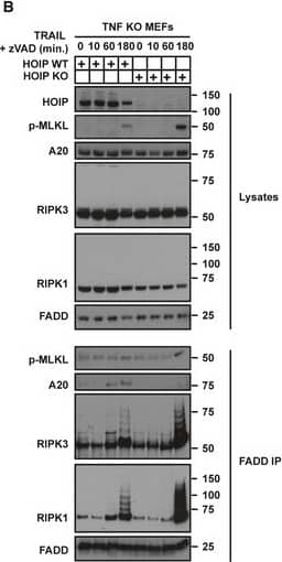 RIPK3/RIP3 Antibody - BSA Free