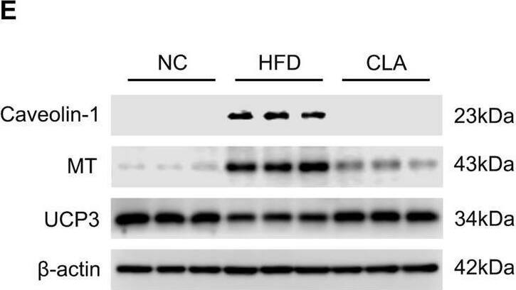 UCP3 Antibody