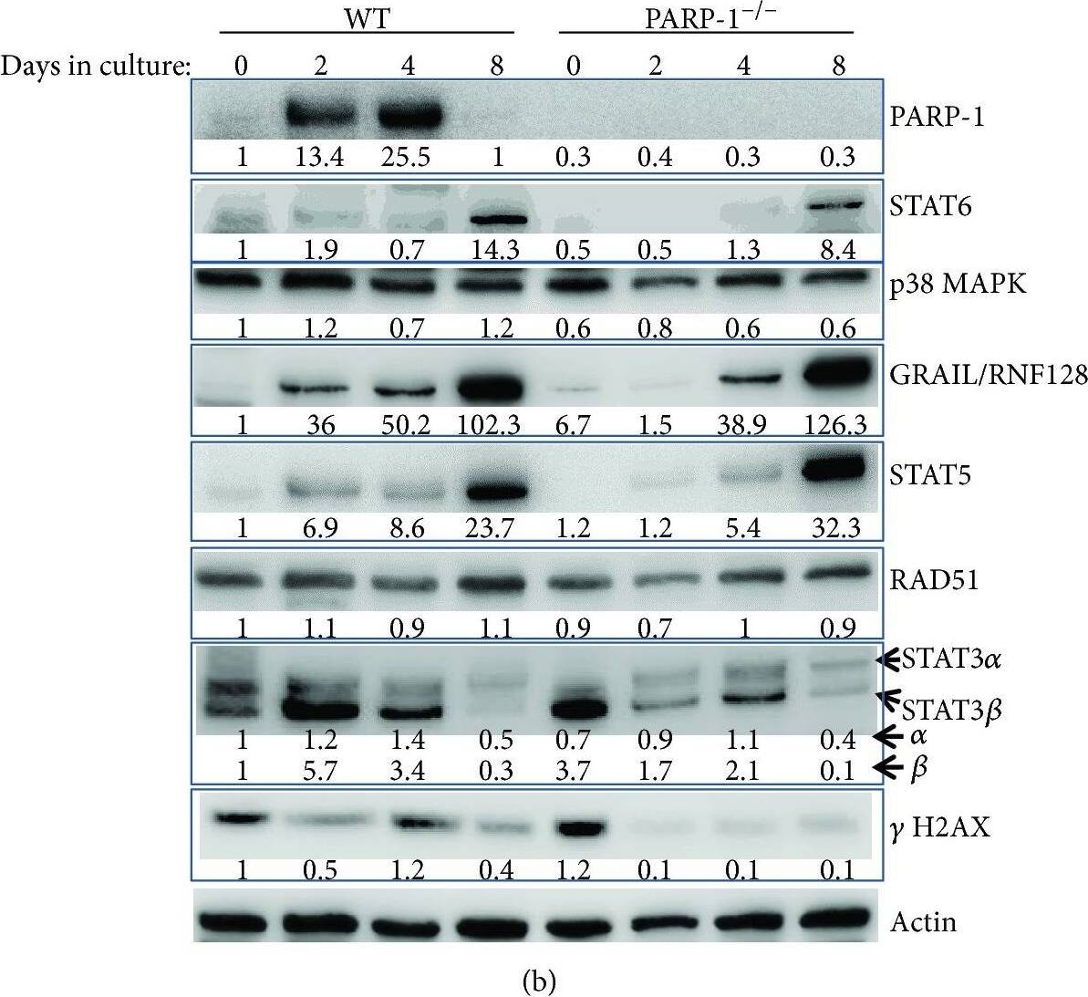 GRAIL/RNF128 Antibody