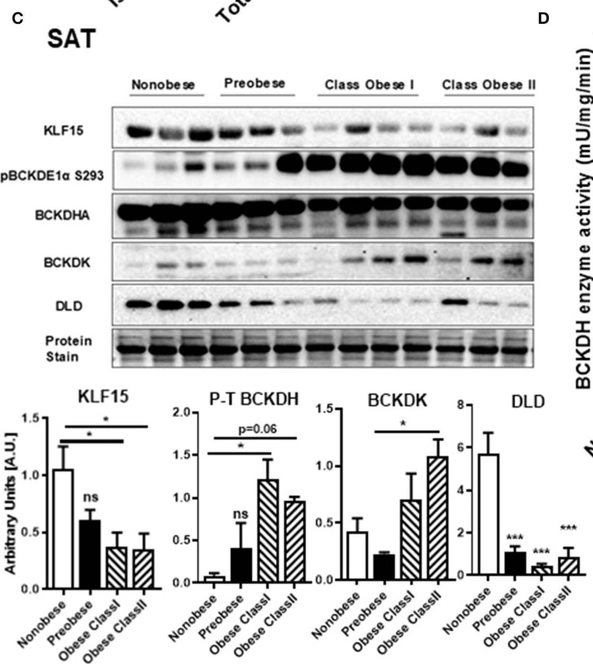 KLF15 Antibody - BSA Free
