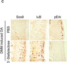 SOX9 Antibody