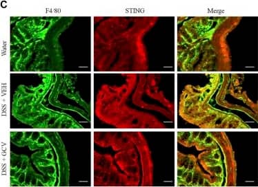 STING/TMEM173 Antibody - BSA Free