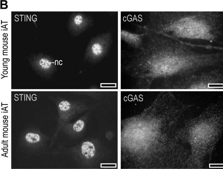 STING/TMEM173 Antibody - BSA Free