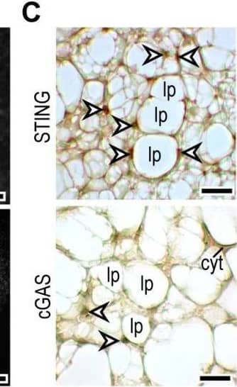 STING/TMEM173 Antibody - BSA Free