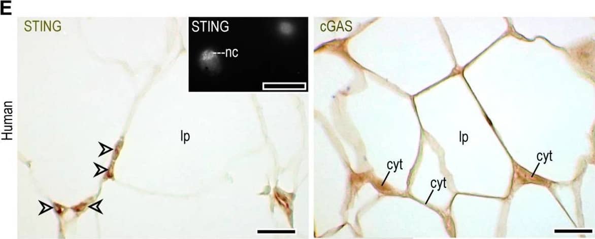 STING/TMEM173 Antibody - BSA Free