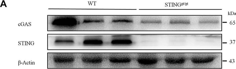 STING/TMEM173 Antibody - BSA Free