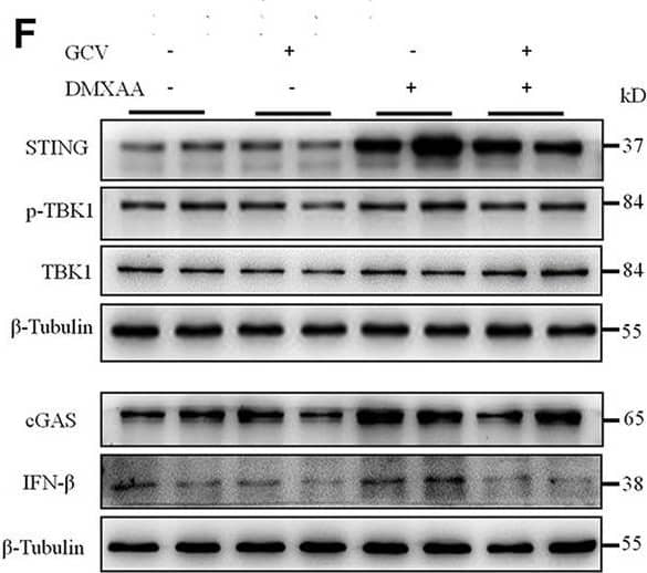 STING/TMEM173 Antibody - BSA Free