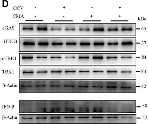 STING/TMEM173 Antibody - BSA Free