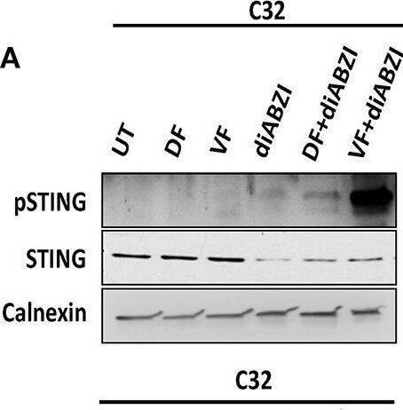 STING/TMEM173 Antibody - BSA Free