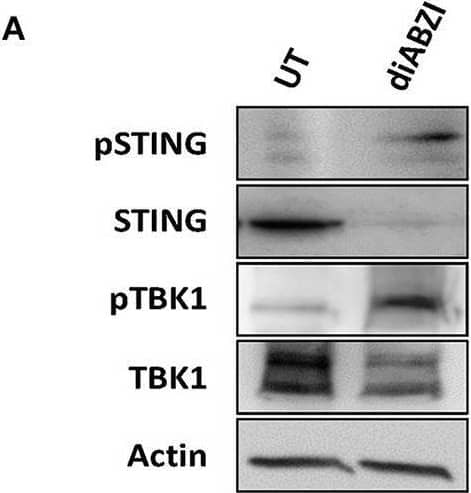 STING/TMEM173 Antibody - BSA Free