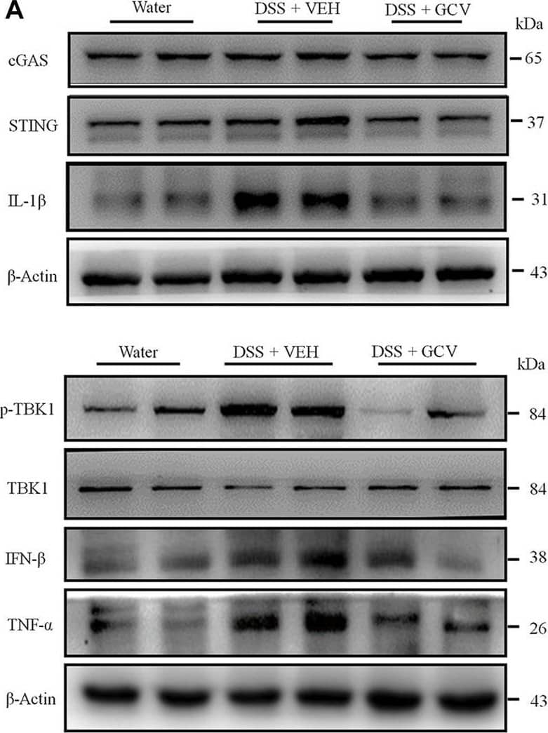 STING/TMEM173 Antibody - BSA Free