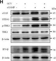 STING/TMEM173 Antibody - BSA Free