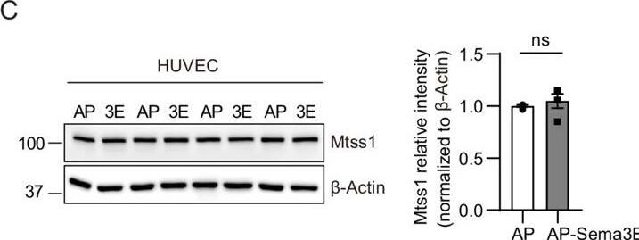 MTSS1 Antibody - BSA Free