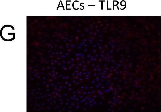 TLR9 Antibody (26C593.2) - BSA Free