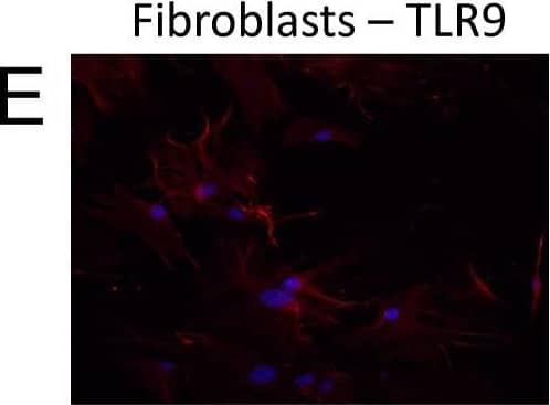 TLR9 Antibody (26C593.2) - BSA Free