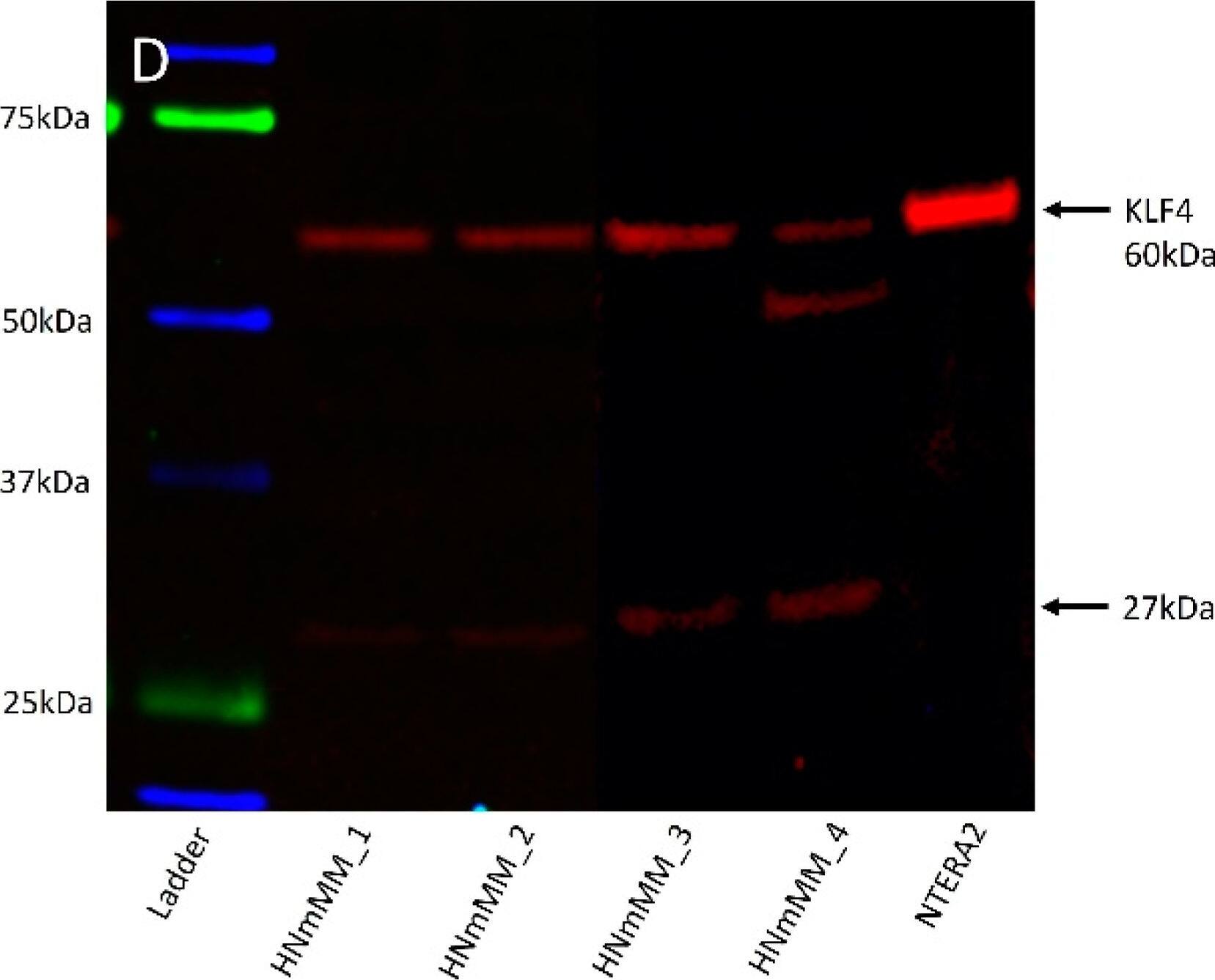 KLF4 Antibody
