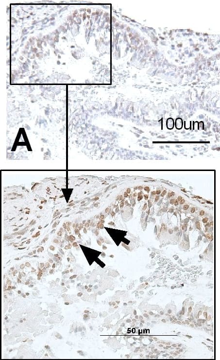 TLR3 Antibody (40C1285.6) - BSA Free