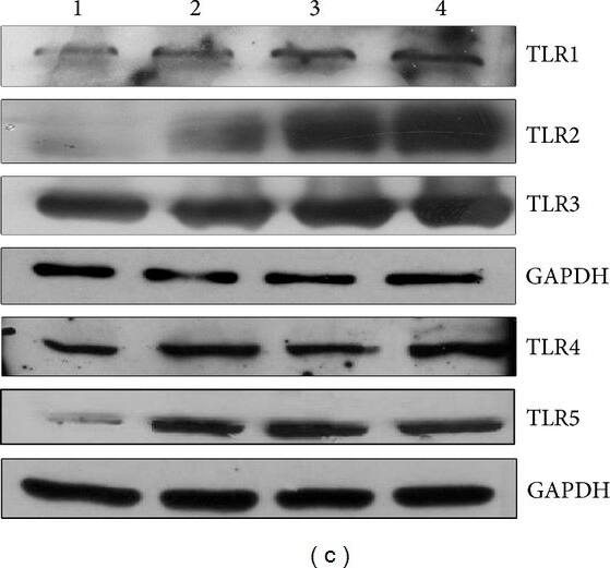 TLR3 Antibody (40C1285.6) - BSA Free