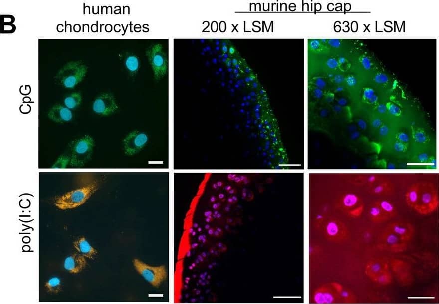TLR3 Antibody (40C1285.6) - BSA Free
