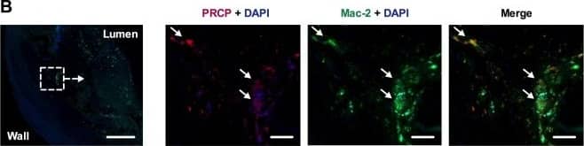 Rabbit IgG Isotype Control