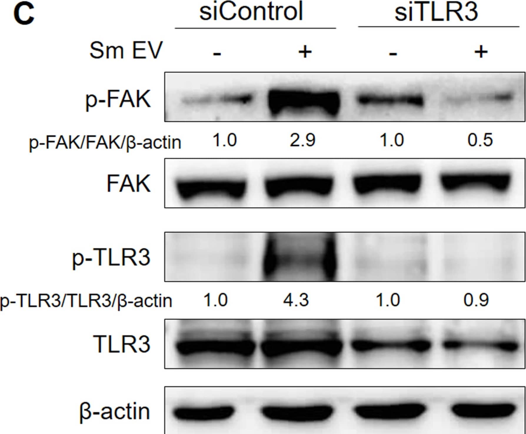 TLR3 [p Tyr759] Antibody - BSA Free