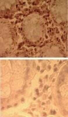 TLR7 Antibody - BSA Free