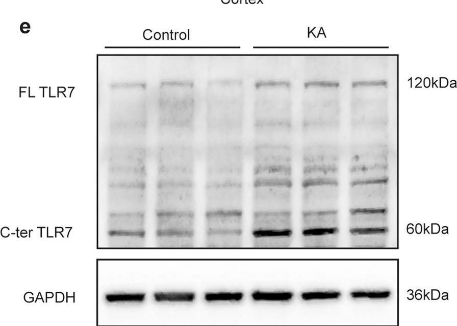 TLR7 Antibody - BSA Free