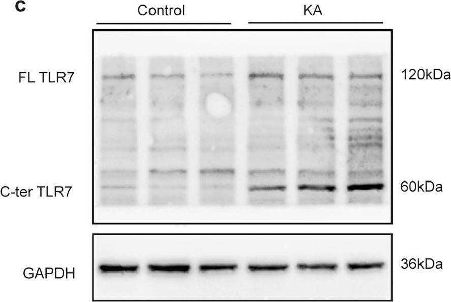 TLR7 Antibody - BSA Free