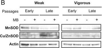 SOD1/Cu-Zn SOD Antibody - BSA Free