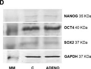 Nanog Antibody
