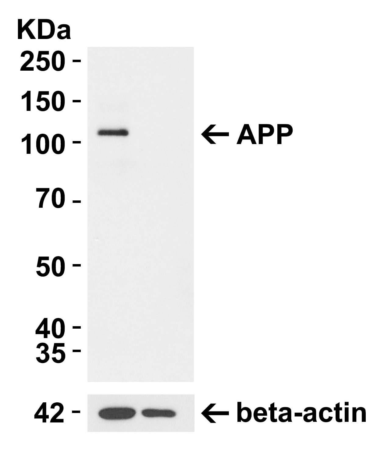 beta Amyloid Antibody - BSA Free