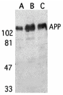 beta Amyloid Antibody - BSA Free