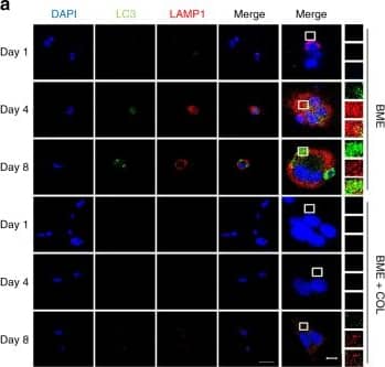 LAMP-1/CD107a Antibody (5H6) - BSA Free