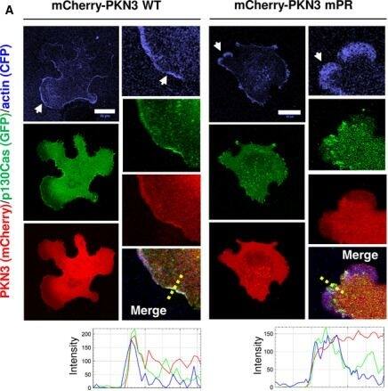 mCherry Antibody